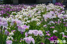 �K�[�f���Ԍ����̉ԏҊ�