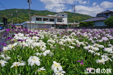 �K�[�f���Ԍ����̉ԏҊ�