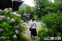 阿弥陀寺の紫陽花