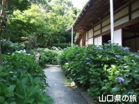 阿弥陀寺の紫陽花