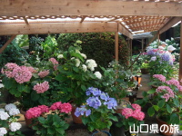 阿弥陀寺の紫陽花