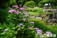 阿弥陀寺の紫陽花