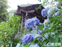 阿弥陀寺の紫陽花