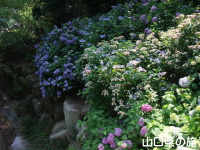 阿弥陀寺の紫陽花