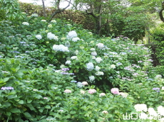 ����Ɏ��̂���������