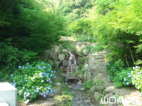 阿弥陀寺の紫陽花