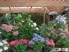 ����Ɏ��̎��z��