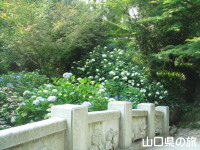 観音橋の紫陽花