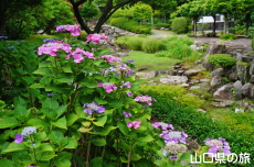 ����Ɏ��̎��z��