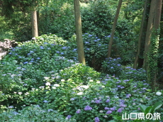 ����Ɏ��̎��z��