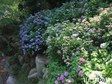 ����Ɏ��̎��z��