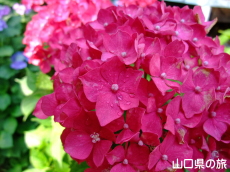 ����Ɏ��̎��z��