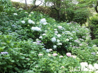 阿弥陀寺のあじさい園