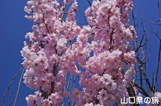 �C��������Ԃ̉��̍g�ފݍ�