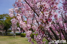 �C��������Ԃ̉��̍g�ފݍ�