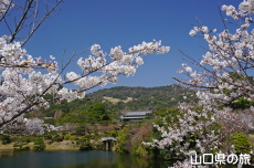 �ї����뉀�̃T�c�L