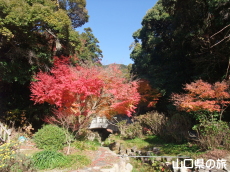 �e�̍L��̍g�t