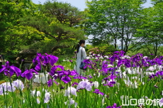 �ї����뉀�̉ԏҊ�