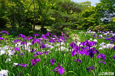 �ї����뉀�̉ԏҊ�