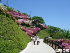 大平山のつつじ