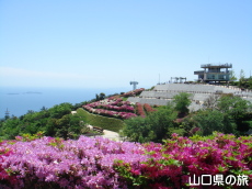 大平山のつつじ
