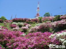 大平山のつつじ
