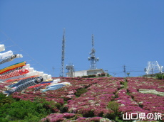 大平山のつつじと鯉のぼり