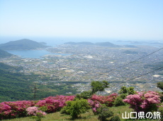 大平山とつつじ