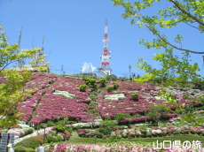 大平山のつつじ