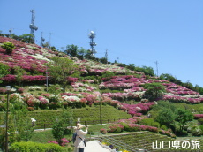 大平山のつつじ