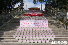 �L�b�g�J�b�g�ԉ�L