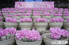 �L�b�g�J�b�g�ԉ�L