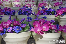 �L�b�g�J�b�g�ԉ�L