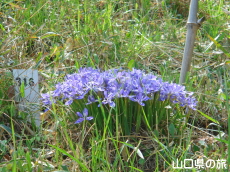 ���Y�G�q���A����