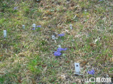 ���Y�G�q���A����