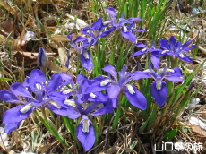 ���Y�G�q���A����