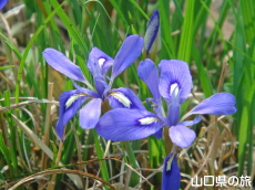 ���Y�G�q���A����