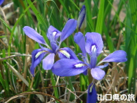 YGqA