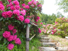 �F�������{�̂��Ⴍ�Ȃ�2014