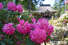 �F�������{�̂��Ⴍ�Ȃ�