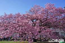 �������w�Z�̖H����