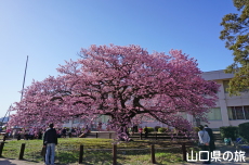 �������w�Z�̖H����