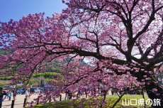 �������w�Z�̖H����