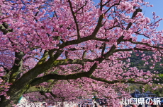 �������w�Z�̖H����