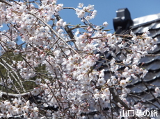 �ꕔ�̃V�_���U�N��