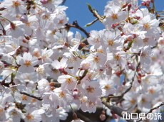 �ꕔ�̃V�_���U�N��