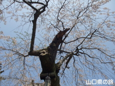 �ꕔ�̎}����