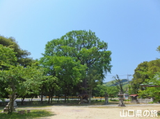���씪���{�̃C�`���E�̖�