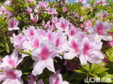 長山公園のつつじ