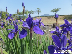 ���Â݌����̃A����